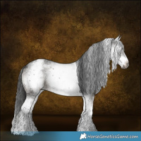 Horse Color:Gray White Spotted Black 