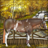 Horse Color:White Spotted Liver Chestnut 