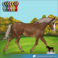 Horse Color:Chocolate Palomino Splash