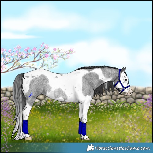 Horse Color:Blue Roan Splash Tobiano Rabicano 