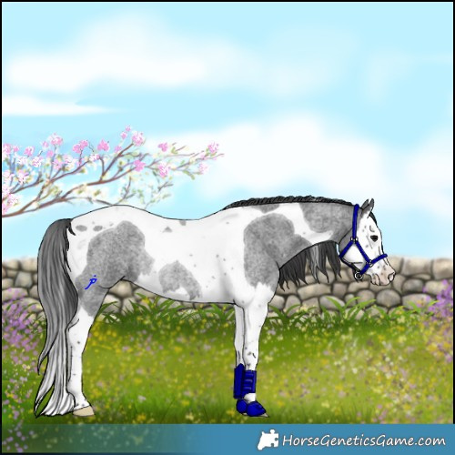 Horse Color:Blue Roan Splash Tobiano Rabicano 