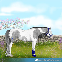 Horse Color:Blue Roan Splash Tobiano Rabicano 