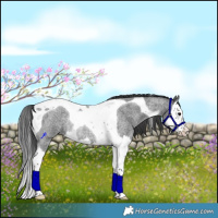 Horse Color:Blue Roan Splash Tobiano Rabicano