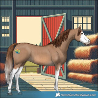 Horse Color:Red Dun Splash  and Red Dun Splash Rabicano 