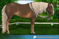 Horse Color:Chocolate Palomino Splash 