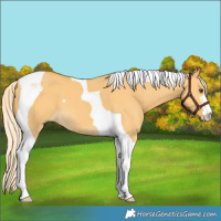 Horse Color:Palomino Dun Tobiano