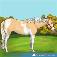 Horse Color:Palomino Dun Tobiano