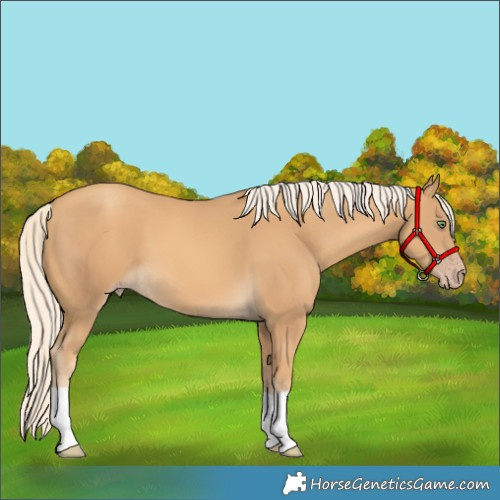 Horse Color:Gold Cream Champagne 