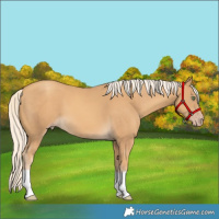 Horse Color:Gold Cream Champagne