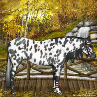 Horse Color:White Spotted Black Near Leopard 