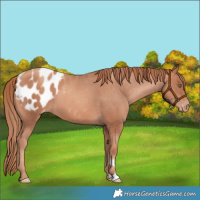 Horse Color:Gold Champagne Appaloosa 