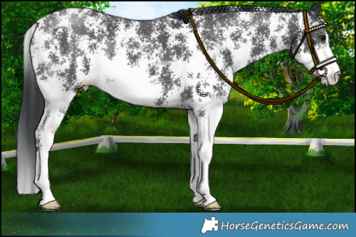 Horse Color:Black Sabino