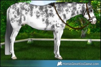 Horse Color:Black Sabino 
