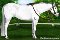 Horse Color:Black Sabino 