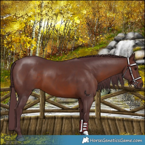 Horse Color:Chocolate Brown 