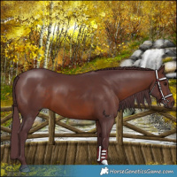 Horse Color:Chocolate Brown 