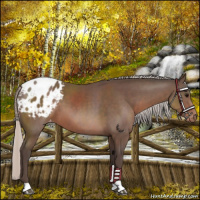 Horse Color:Silver Black Appaloosa 