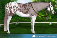 Horse Color:Chocolate Black Splash Appaloosa