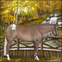 Horse Color:Chocolate Silver Black Appaloosa 