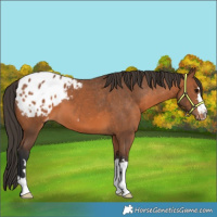Horse Color:Bay Appaloosa