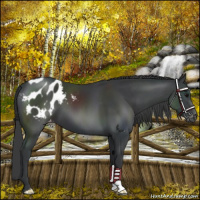 Horse Color:Black Appaloosa 