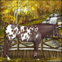 Horse Color:Chocolate Black Appaloosa