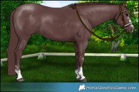 Horse Color:Chocolate Black