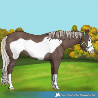 Horse Color:Silver Black Frame Rabicano 