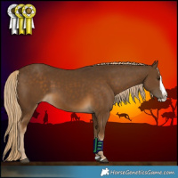 Horse Color:Chocolate Palomino Splash 