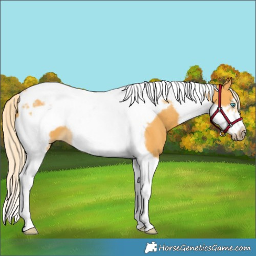 Horse Color:Palomino Tobiano Frame 