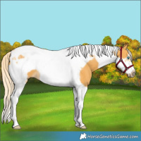 Horse Color:Palomino Tobiano Frame