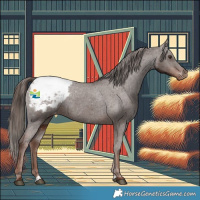 Horse Color:Liver Chestnut Appaloosa 