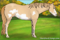 Horse Color:Gold Champagne Frame 