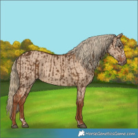 Horse Color:Chocolate Palomino Splash and Red Dun