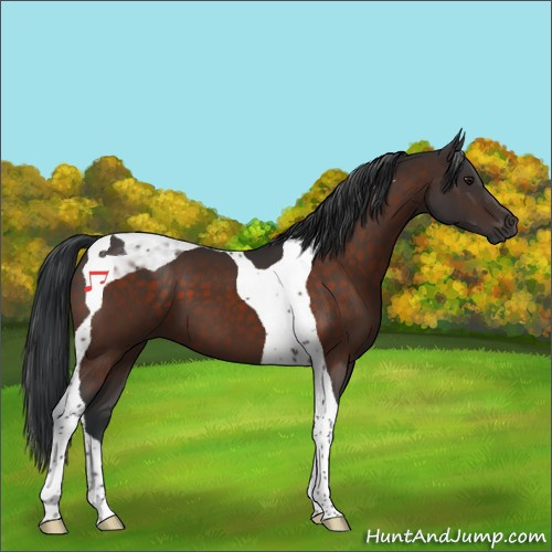 Horse Color:Brown Tobiano 