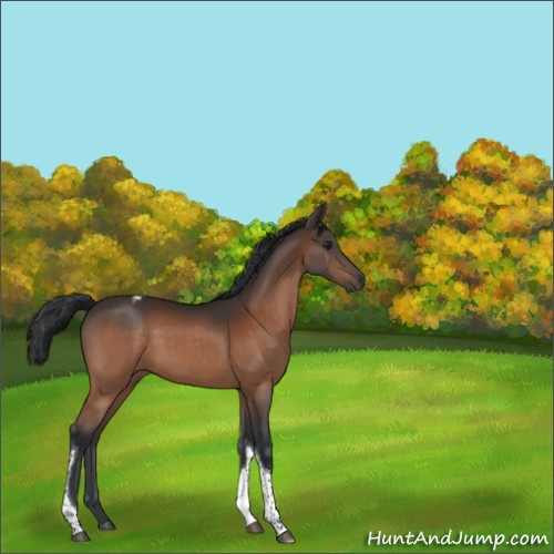 Horse Color:Brown Tobiano 