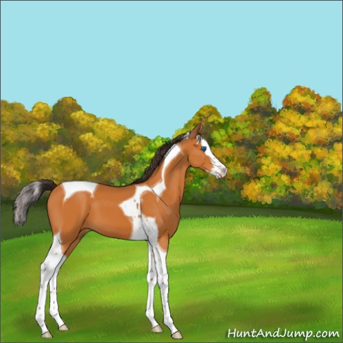 Horse Color:Buckskin Splash Tobiano 