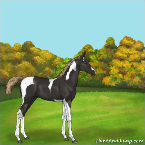 Horse Color:Liver Chestnut Tobiano 