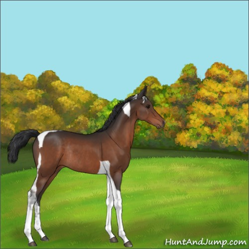 Horse Color:Bay Tobiano Rabicano 