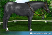Horse Color:Black 