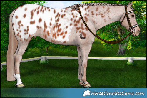 Horse Color:Chestnut Appaloosa