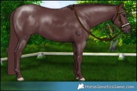 Horse Color:Chocolate Black Chinchilla 