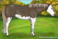 Horse Color:Chocolate Palomino Splash 