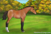 Horse Color:Bay Appaloosa 
