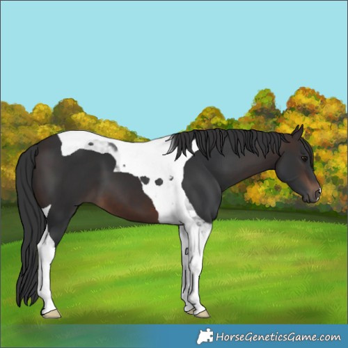 Horse Color:Brown Tobiano