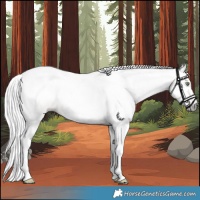Horse Color:Gray Gold Champagne 