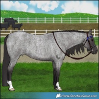 Horse Color:Smoky Blue Roan 