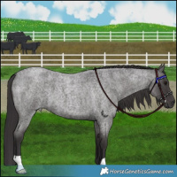 Horse Color:Smoky Blue Roan 