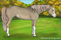 Horse Color:Chocolate Palomino Dun Splash 