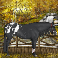 Horse Color:Black Appaloosa